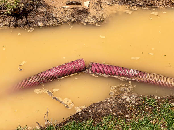 Best Professional water damage repair  in Lake City, IA